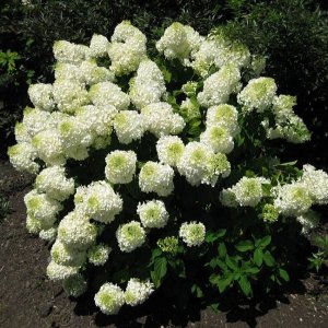 Hortenzia metlinatá (Hydrangea paniculata) ´DIAMANTINO´ – výška 30-50cm, kont. C2L
